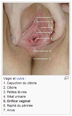 clitoris